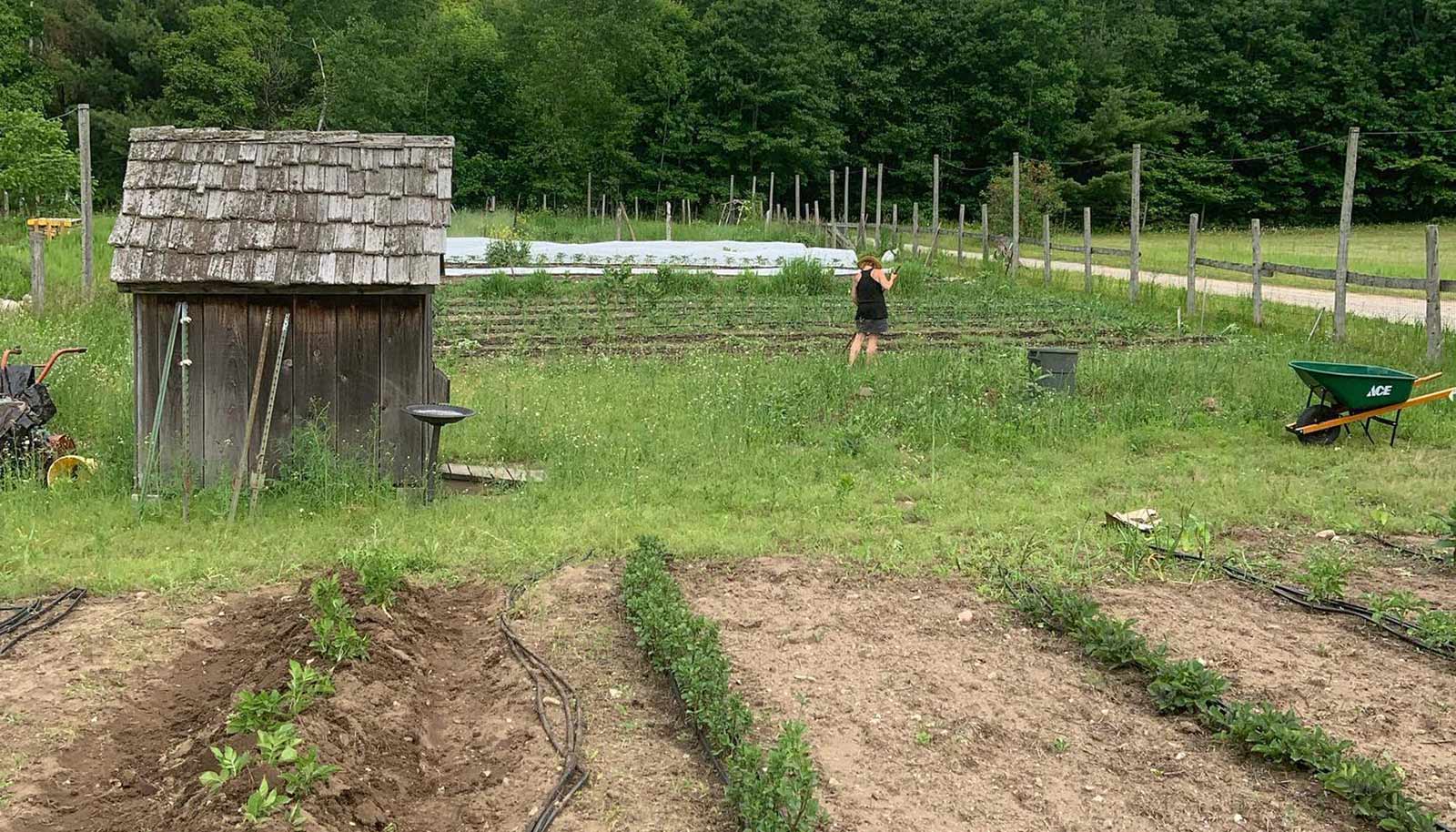 Jane Lively farming in her field