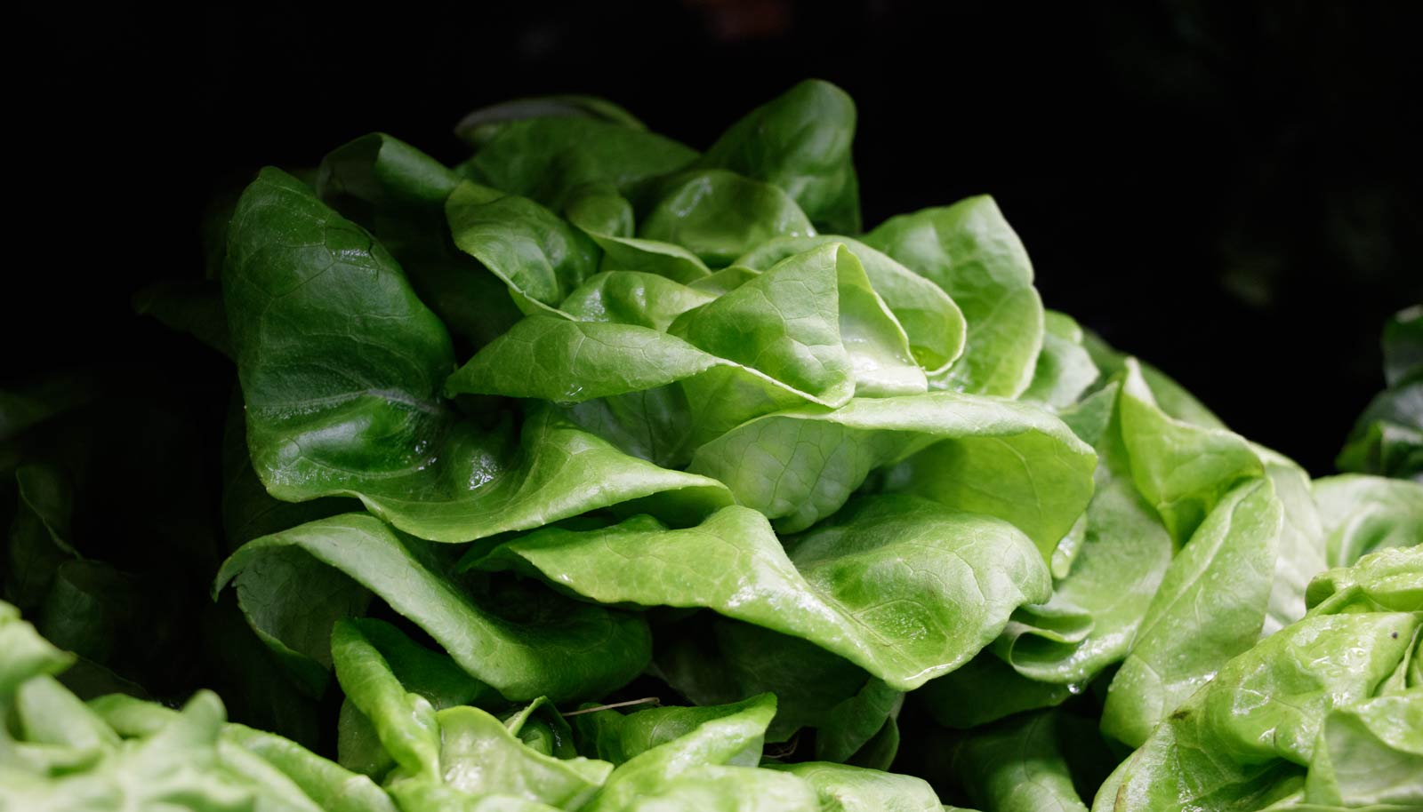 Fresh Butter Lettuce